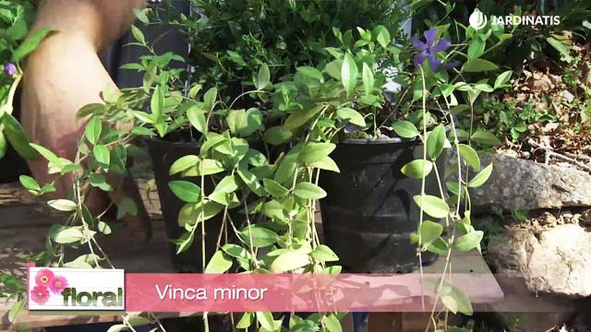 deco 733 jardineria variedades vinca minor