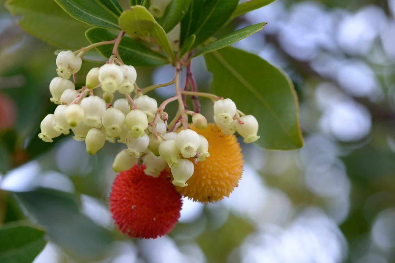 Arbutus unedo. Arbutus unedo.