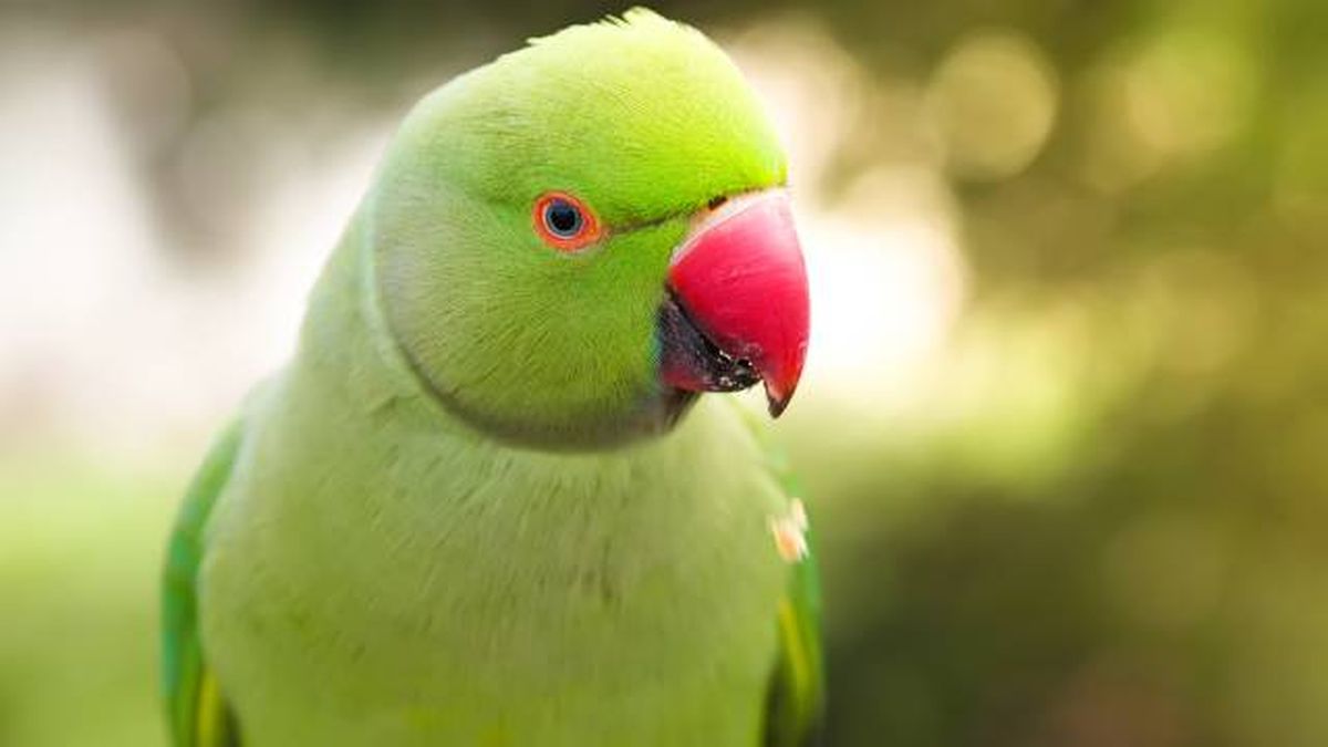 especies exoticas invasoras espana aves cotorras