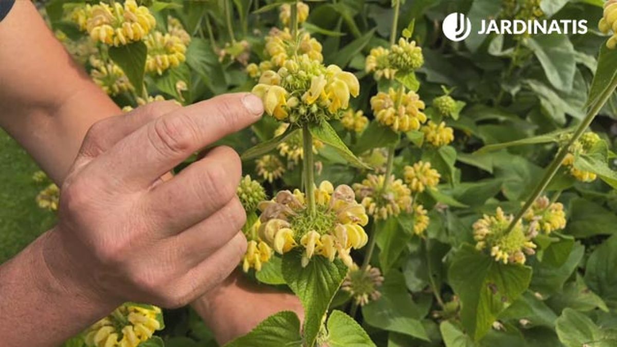 esferas floraciones de phlomis russeliana lur garden jardinatis