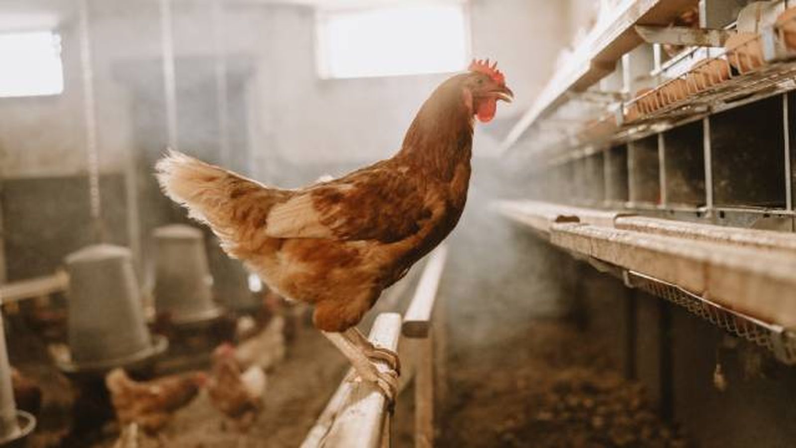 gallina (2) gallina (2)