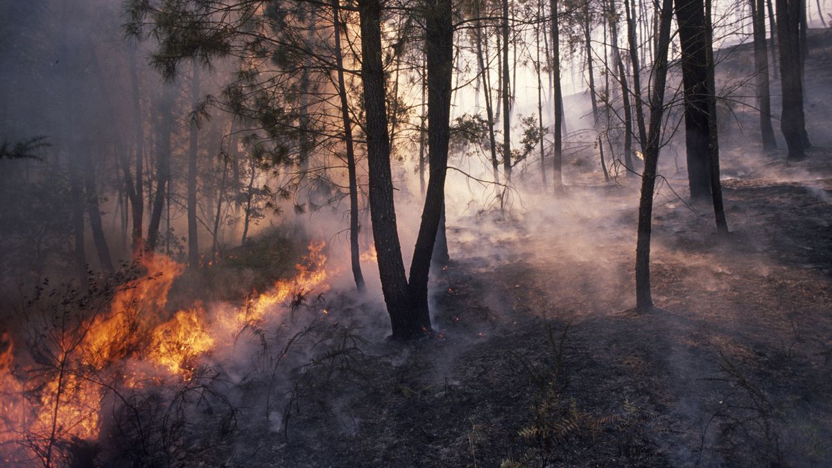 El incendio puede ser una oportunidad para numerosas especies vegetales