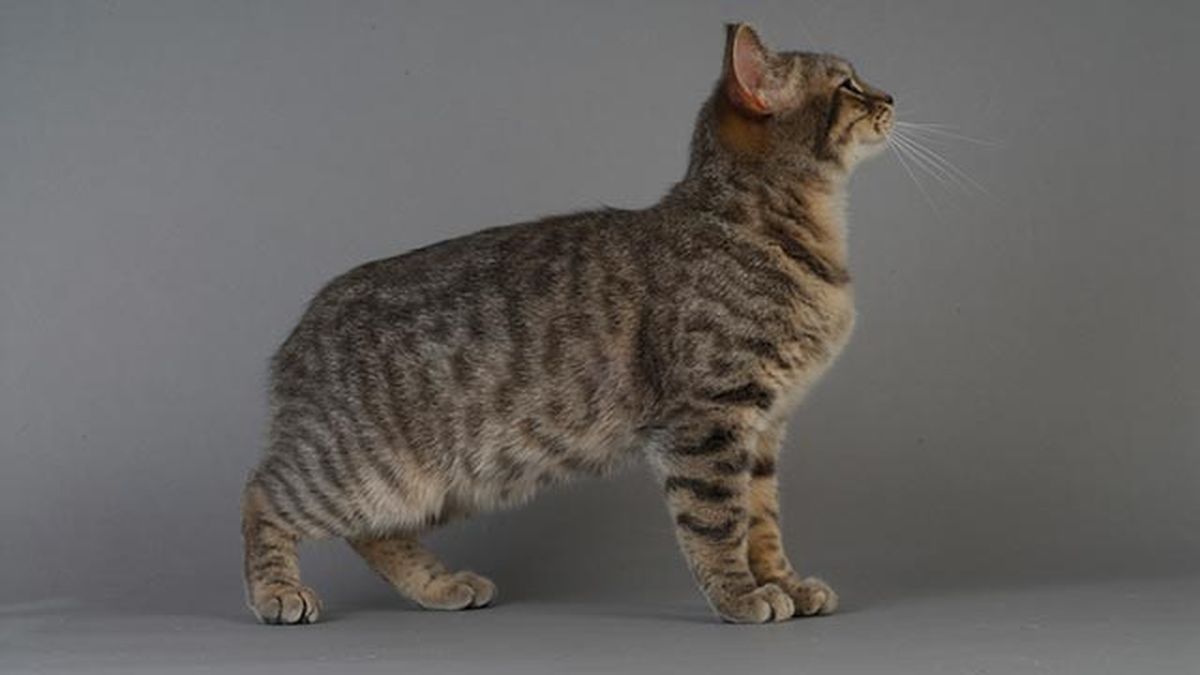 gato manx sin cola