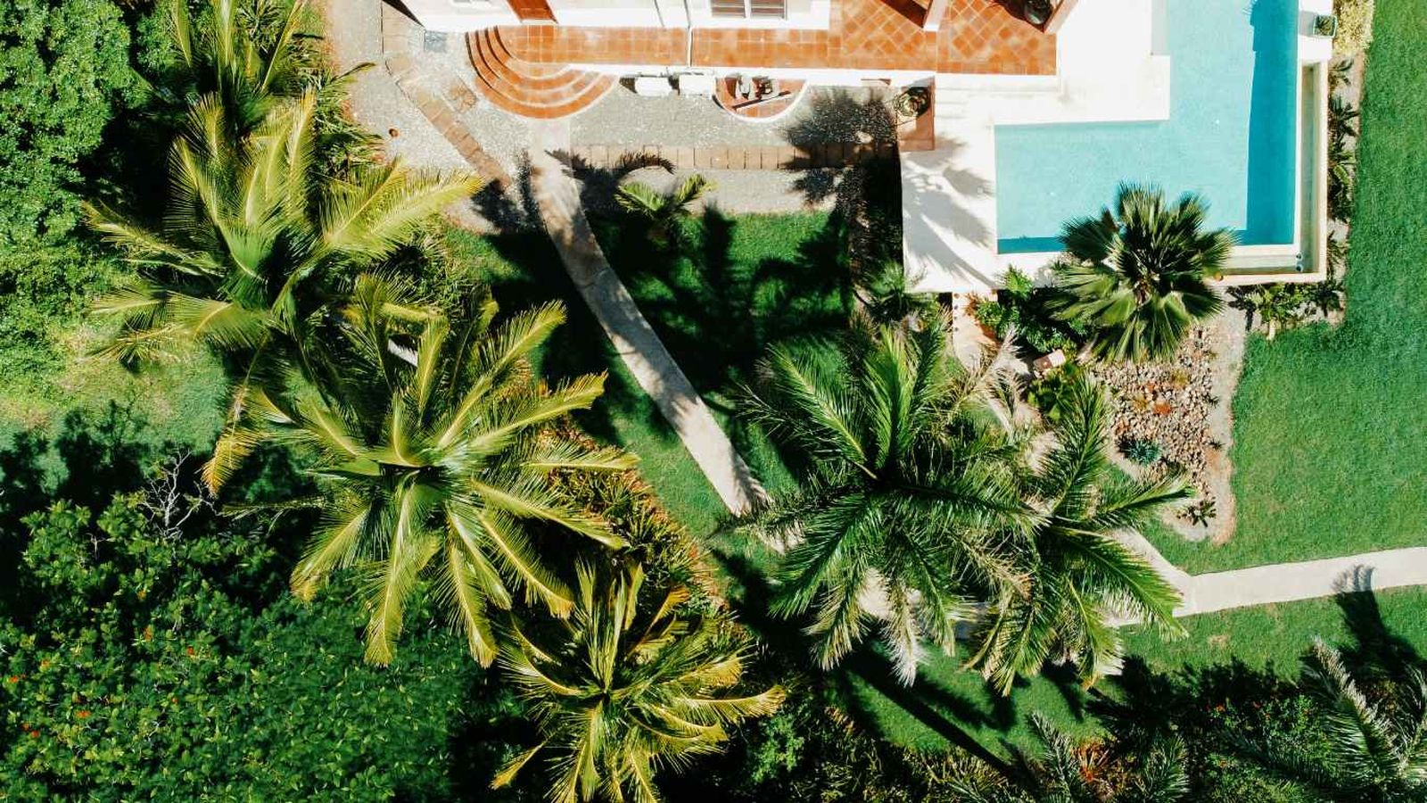 Palmeras en el jardín