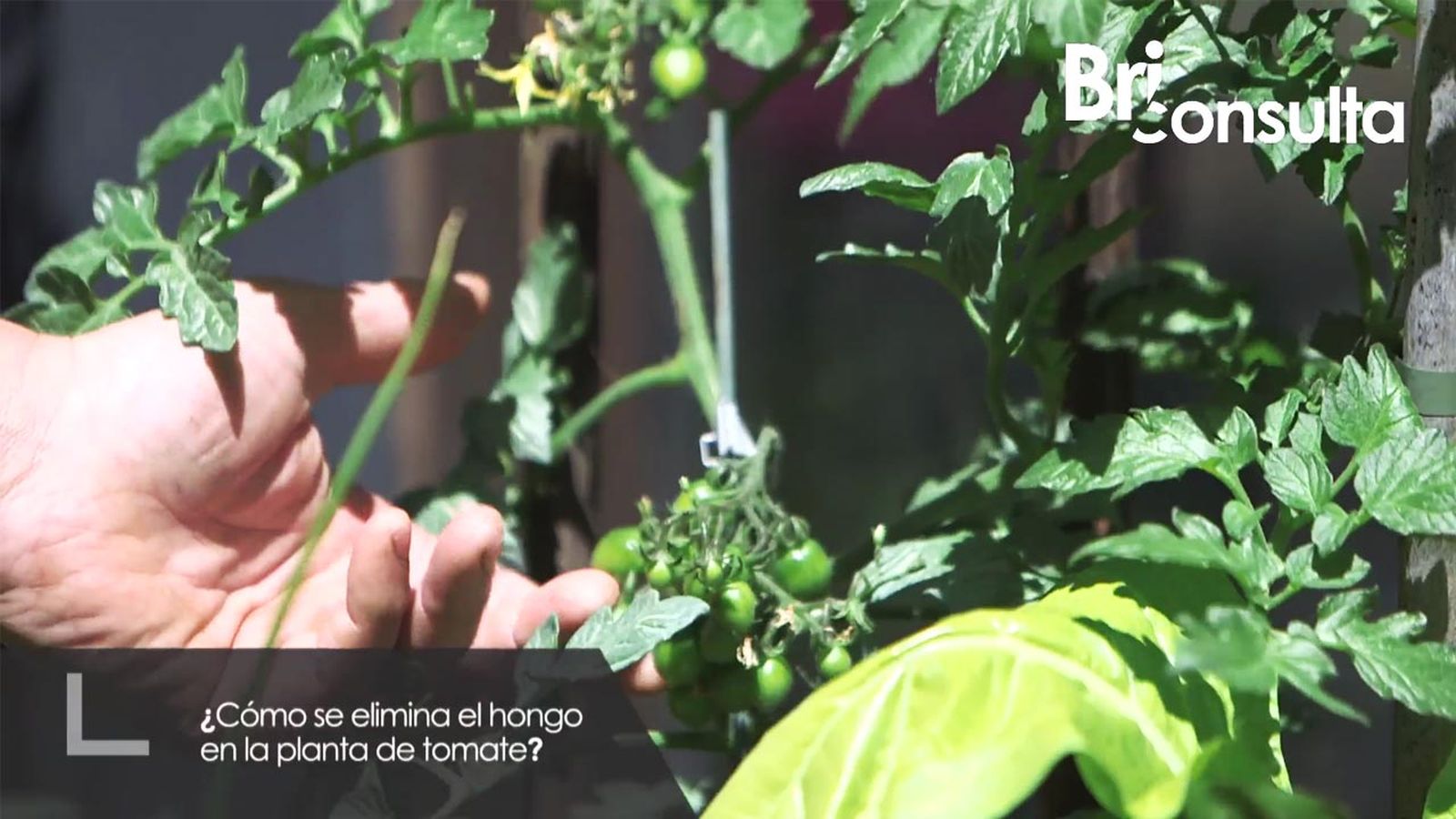 brico 999 briconsulta eliminar hongo planta tomate xl brico 999 briconsulta eliminar hongo planta tomate xl