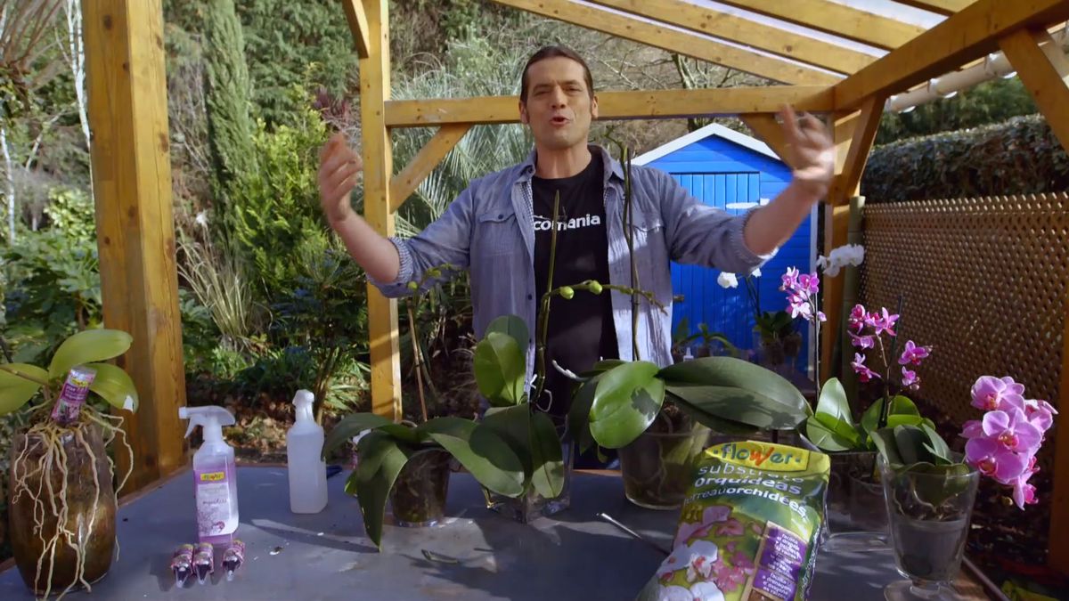 brico 0900 3 como recuperar orquidea paso detalle