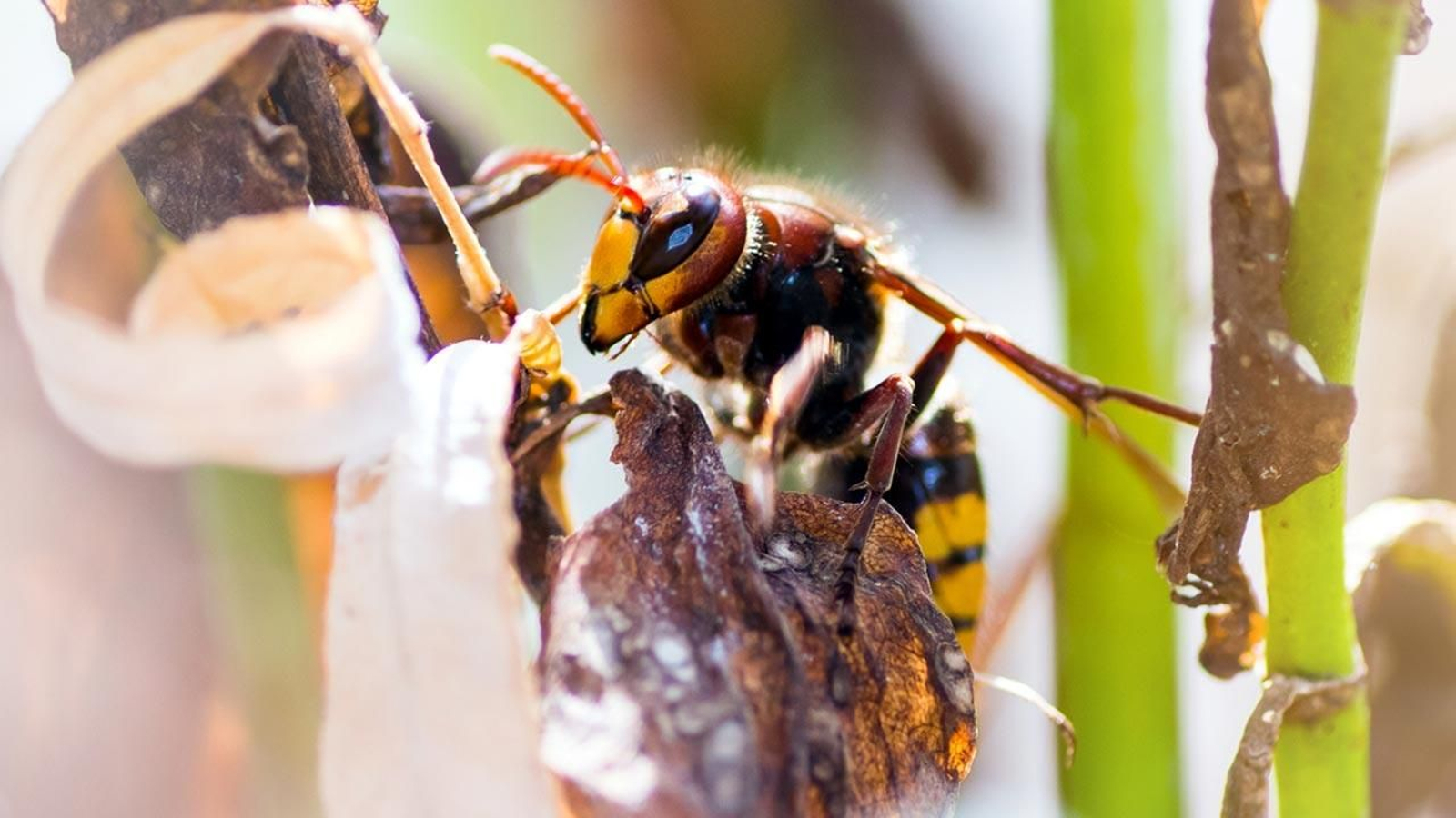 avispa asiatica 4 avispa asiatica 4