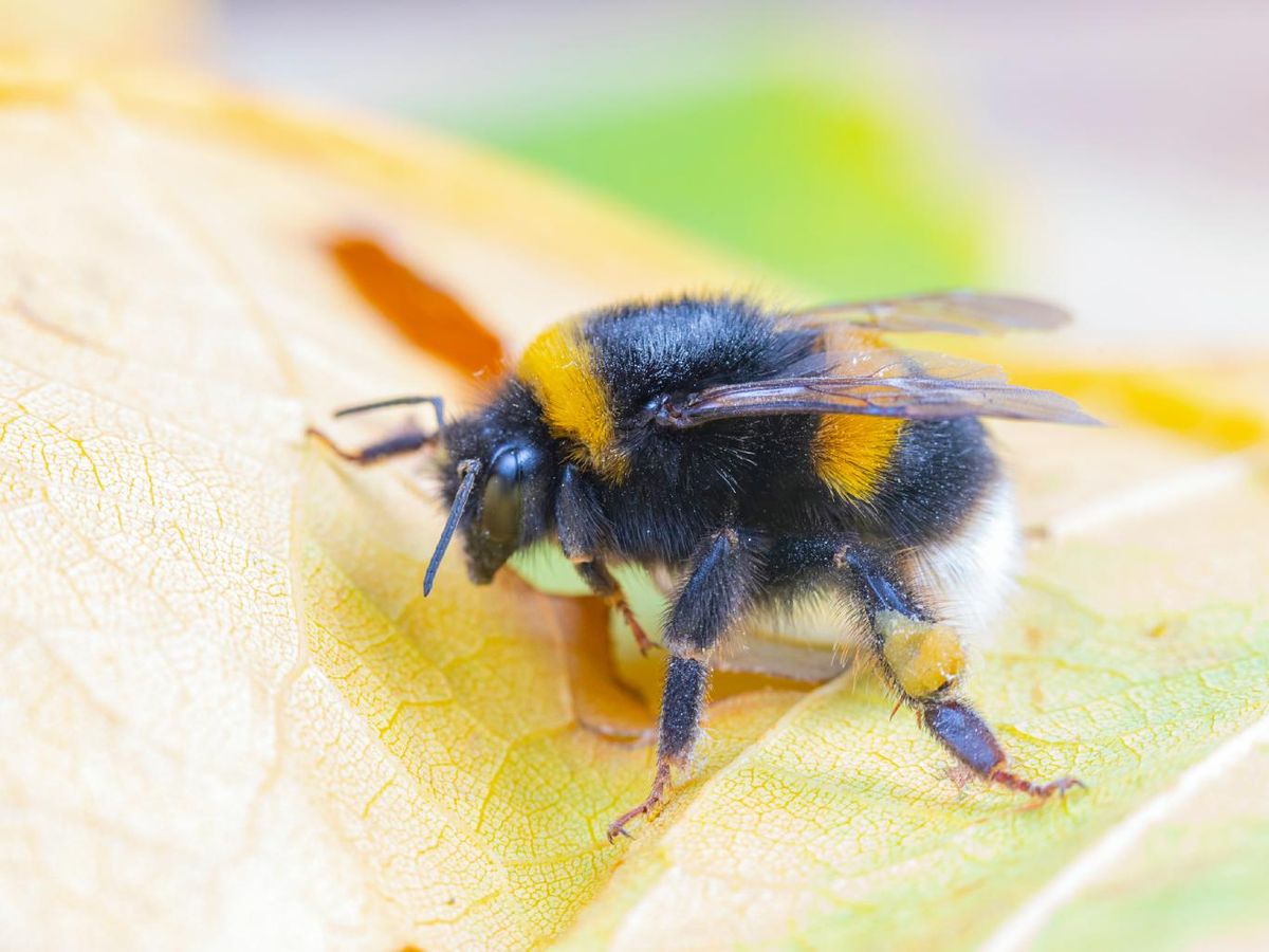 Abejorro común (Bombus terrestris).