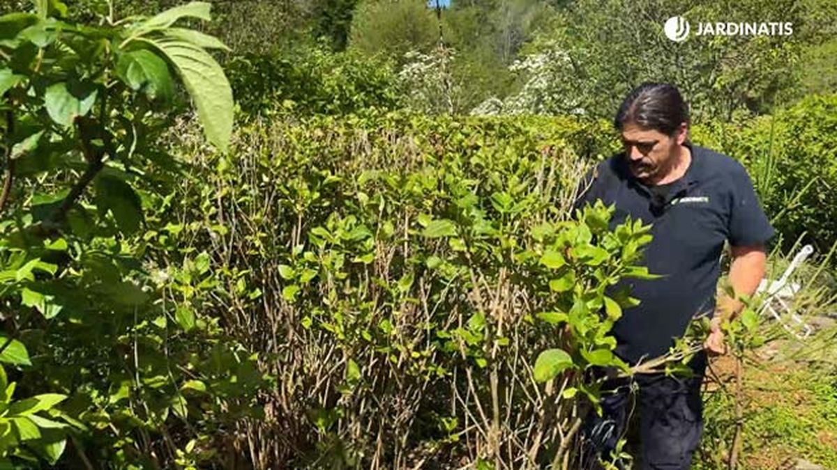 poda hortensia despues de helada tardia de primavera jardinatis 22 13