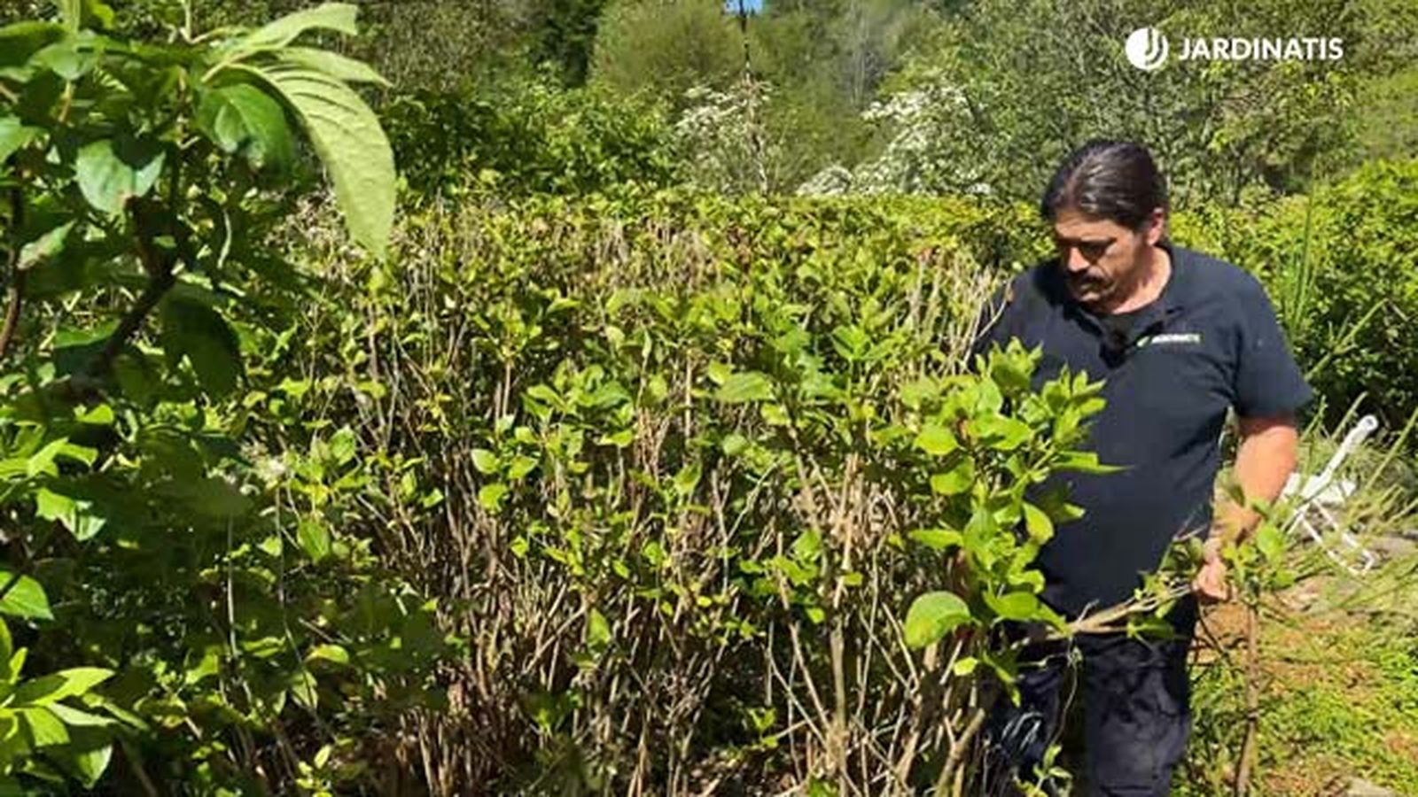 poda hortensia despues de helada tardia de primavera jardinatis 22 13 poda hortensia despues de helada tardia de primavera jardinatis 22 13
