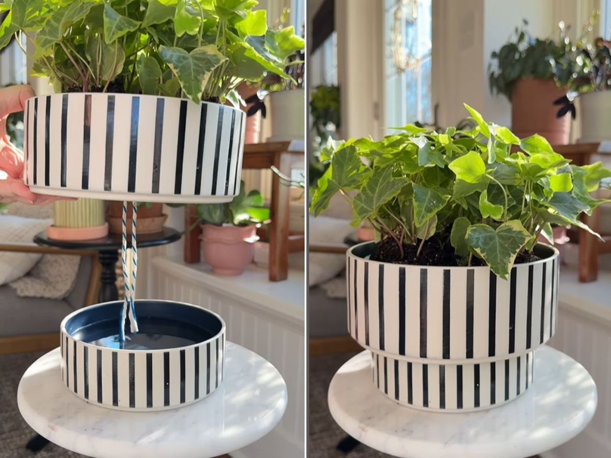 Sistema de riego con cuencos para mascotas.