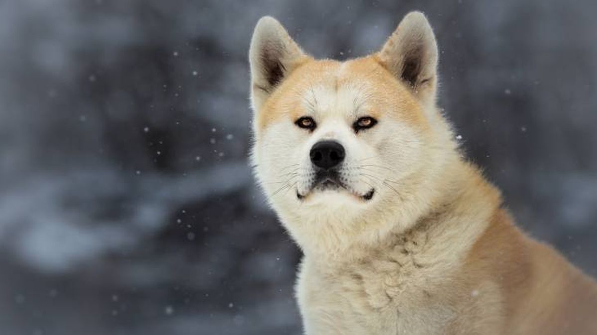 El Akita Inu es un perro japonés que cuenta con un sorprendente pelaje