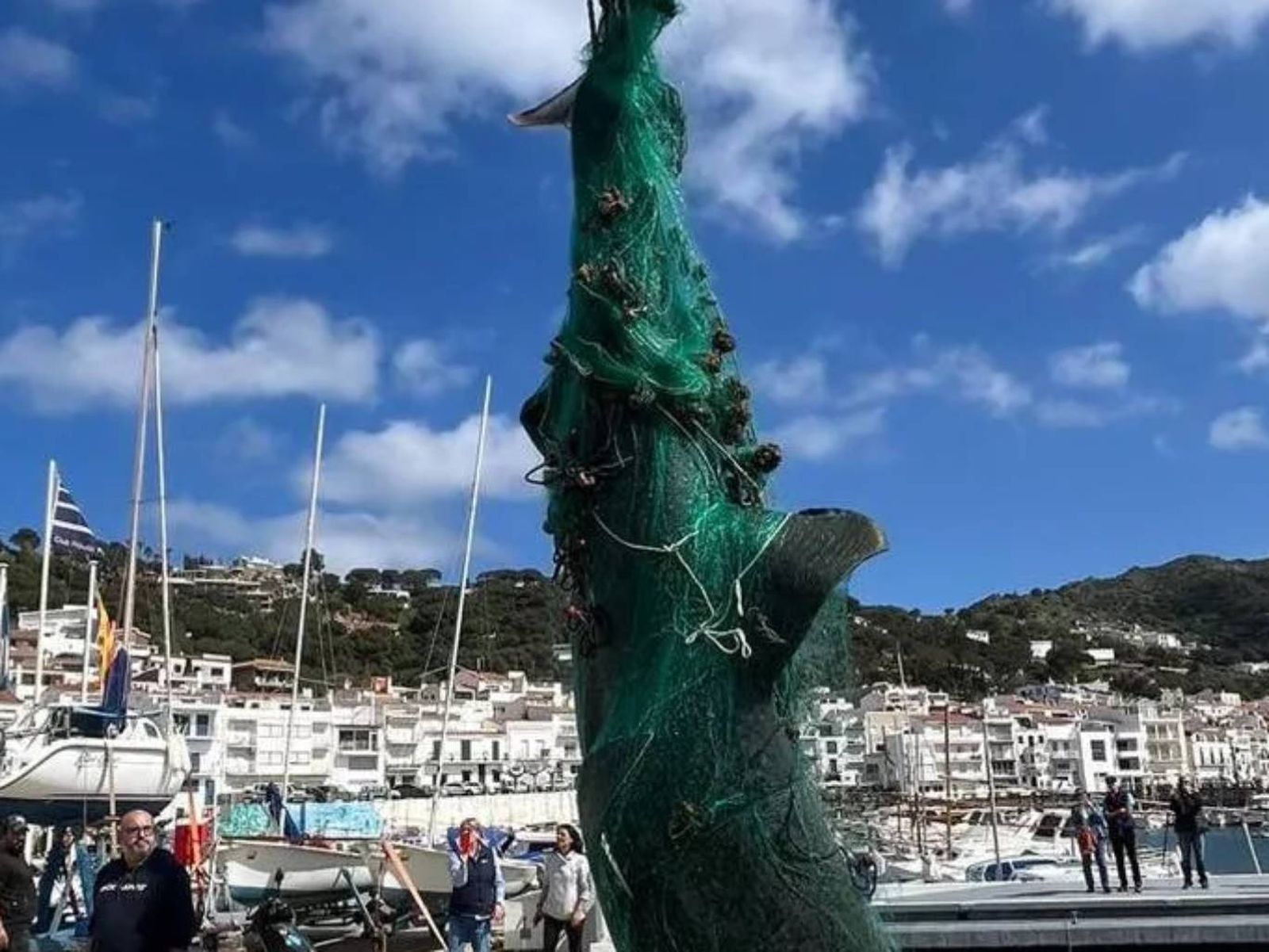 El tiburón peregrino es un animal del todo inofensivo para el ser humano. El tiburón peregrino es un animal del todo inofensivo para el ser humano.