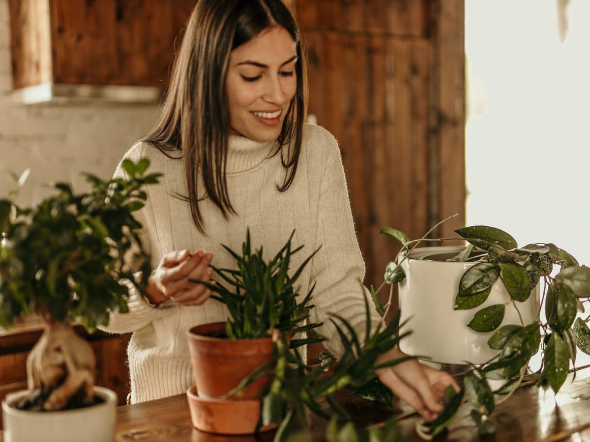 La orquídea representa elegancia, detalle y belleza interior.