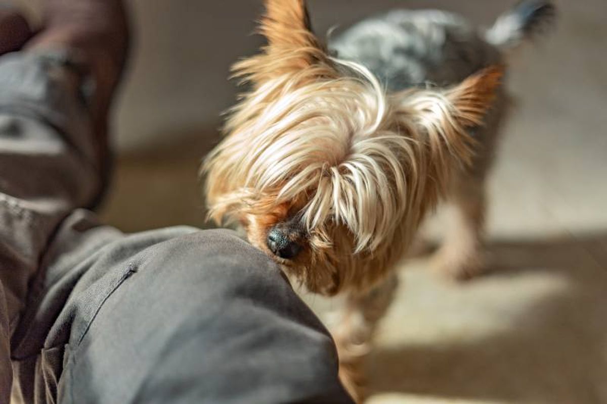 La dermatitis es una afección que inflama la piel y puede originarse por varias causas.
