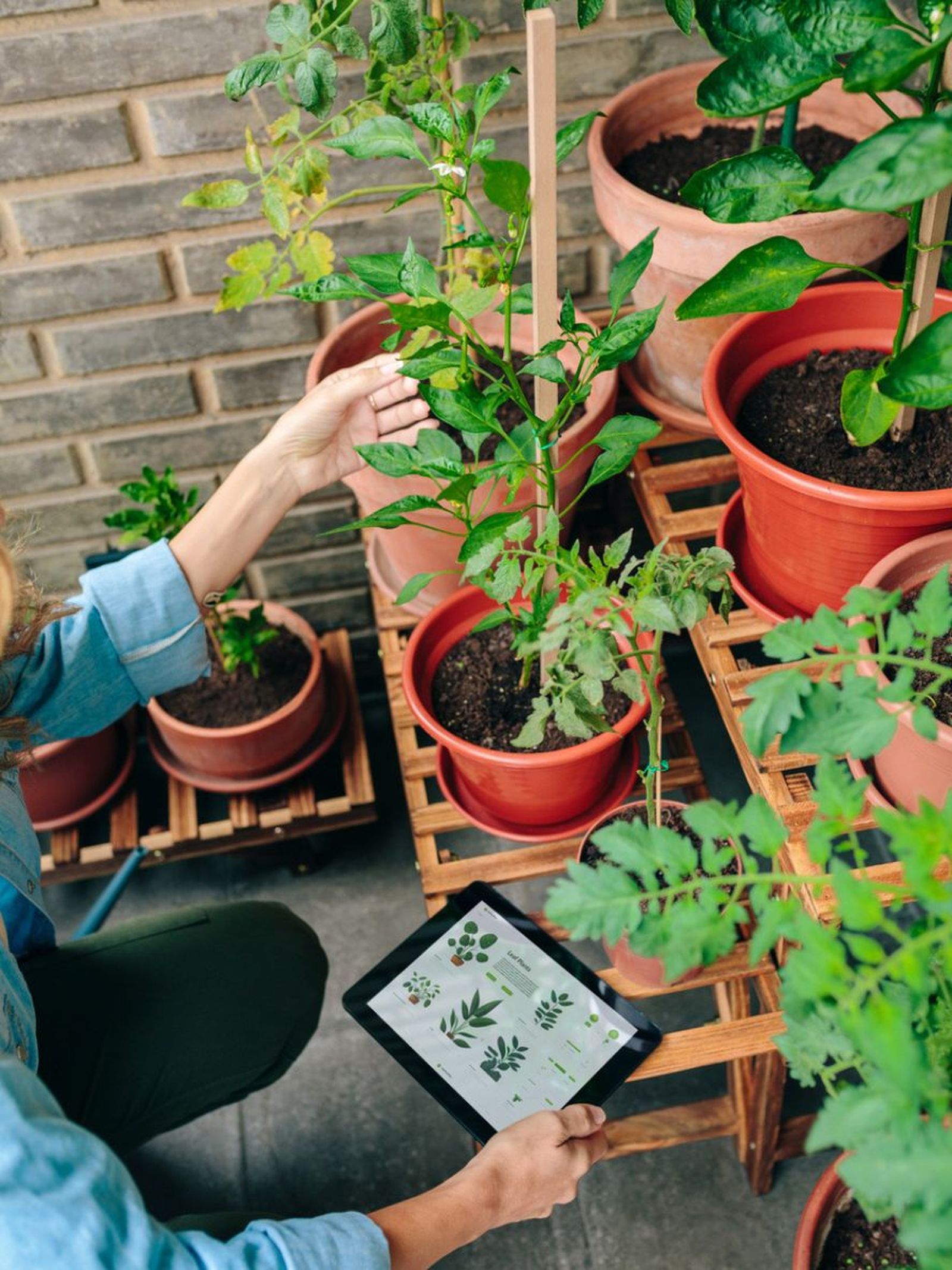 cuanta luz necesitan plantas cuanta luz necesitan plantas