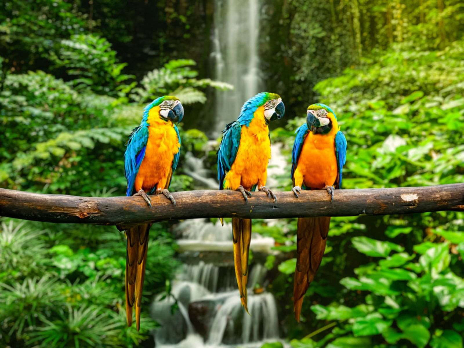 Los bosques tropicales albergan más especies que cualquier otro ecosistema terrestre en la Tierra.