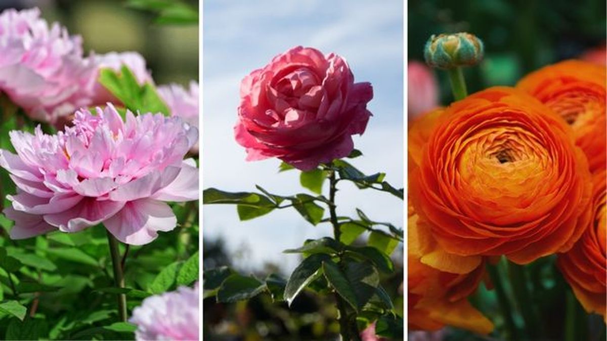 Paeonia suffrucicosa rosal ranunculo flores de primavera