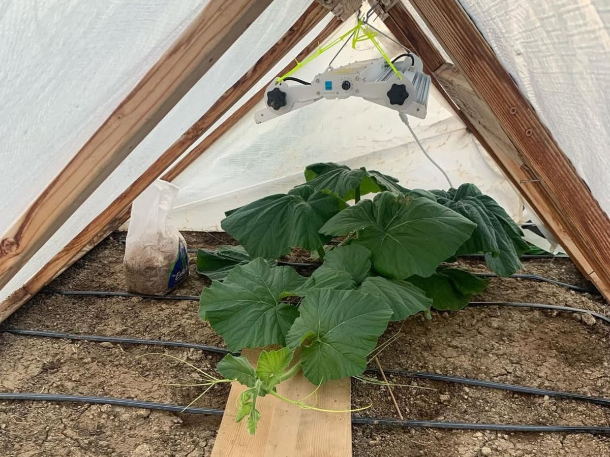 Plántula de calabaza gigante creciendo bajo un invernadero donde el clima de montaña obliga a controlar luz y temperatura desde los primeros días.