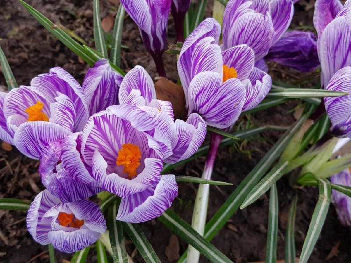 Crocus vernus Pickwick.
