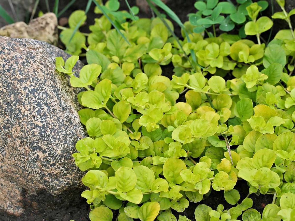 Lysimachia nummularia.
