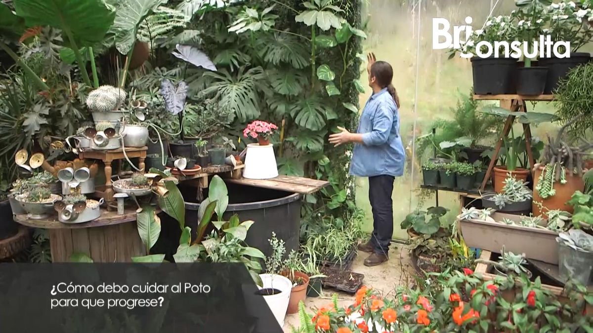 980 jardineria briconsulta cuidados poto