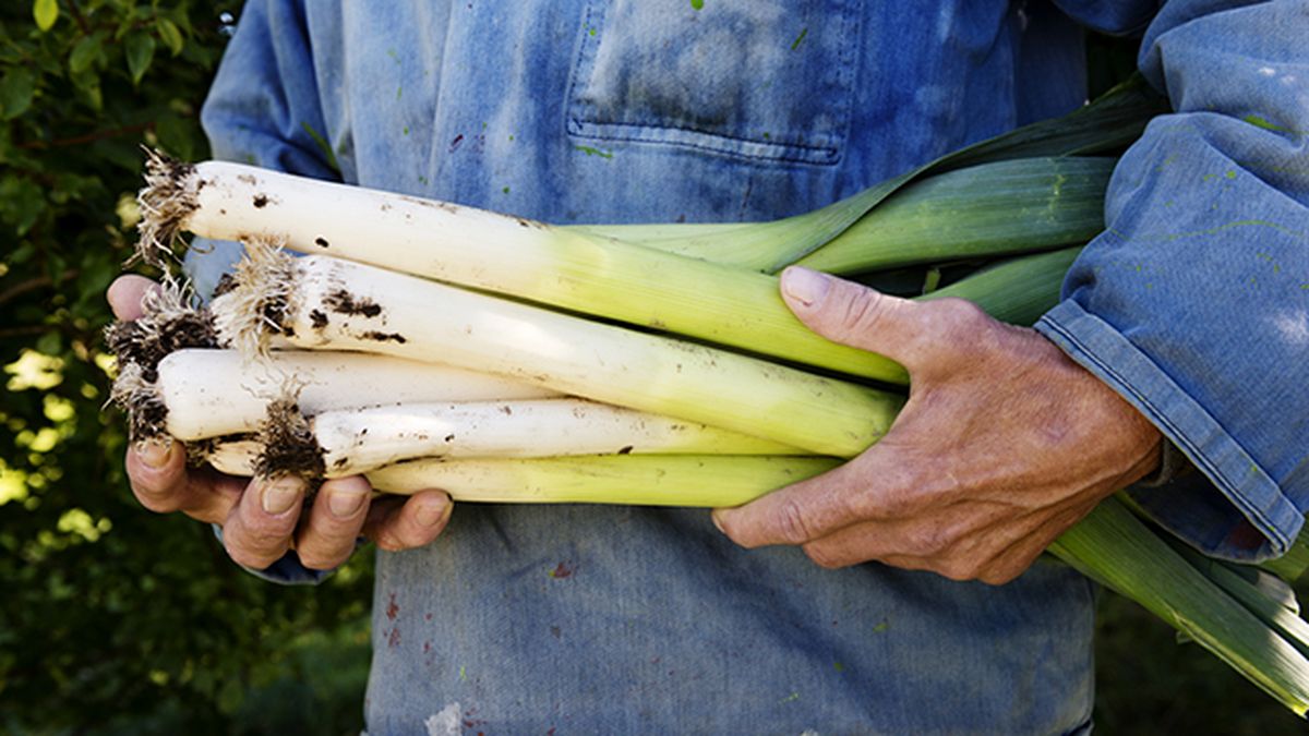 puerros cosecha invierno deco 514