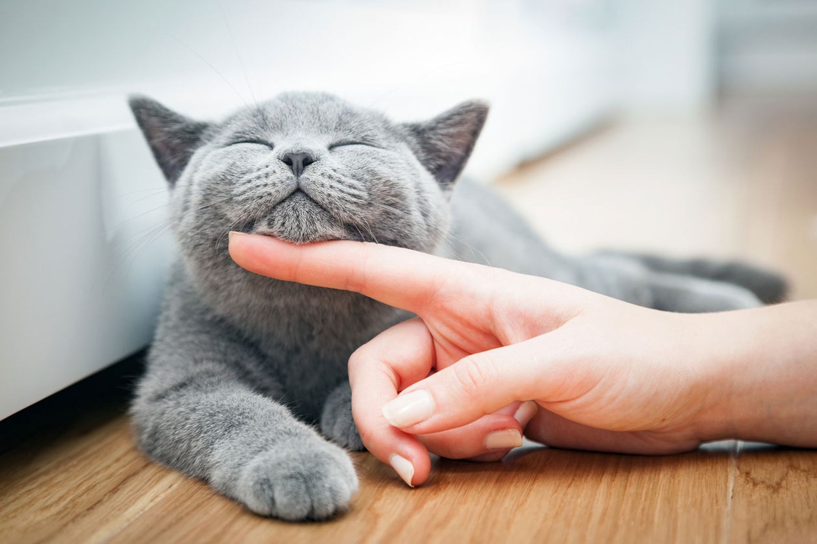 gato animal no gregario