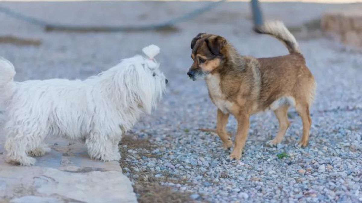 cuanto dura el celo de una perra 4