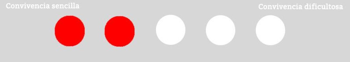 convivencia gato tortuga