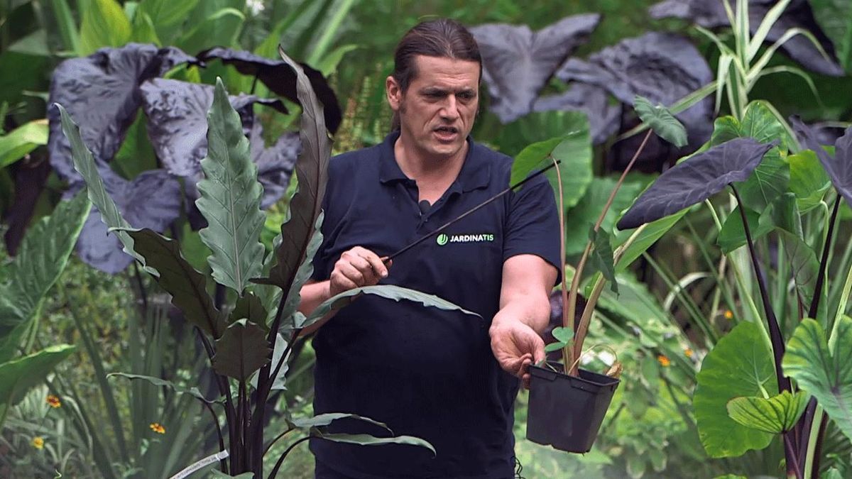 brico 1008 colocasia esculenta pink china