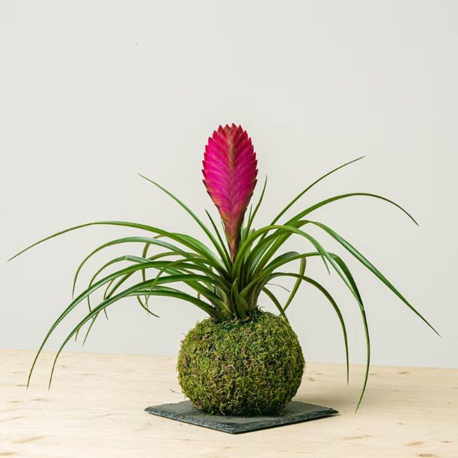 Tillandsia Kokedama. 