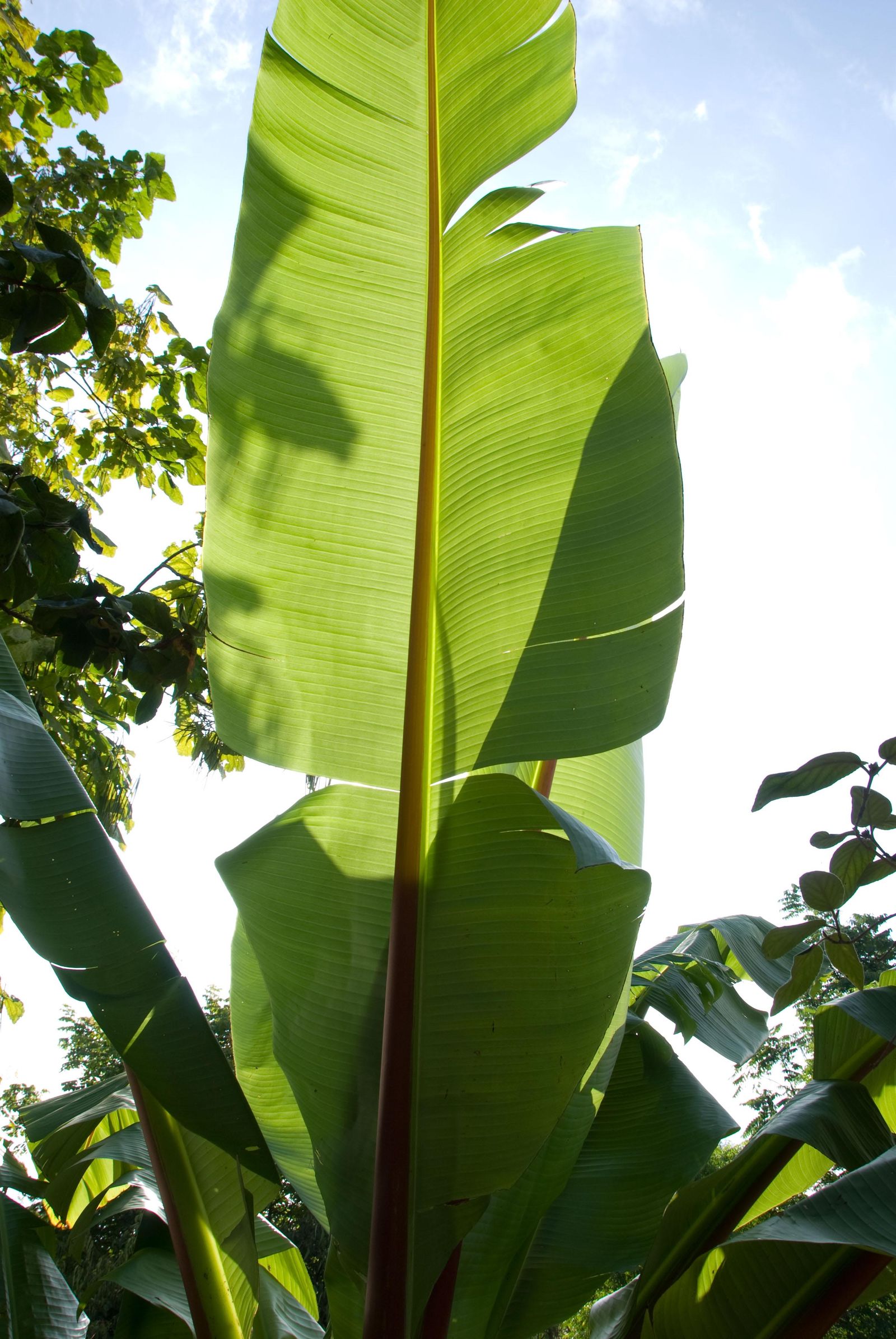 deco 269 plantas hojas grandes musa ensete 5 deco 269 plantas hojas grandes musa ensete 5