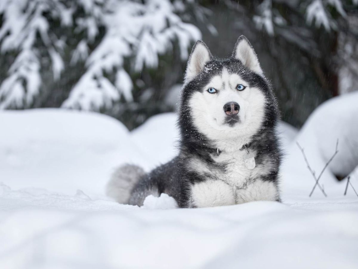 Un husky siberiano en la nieve