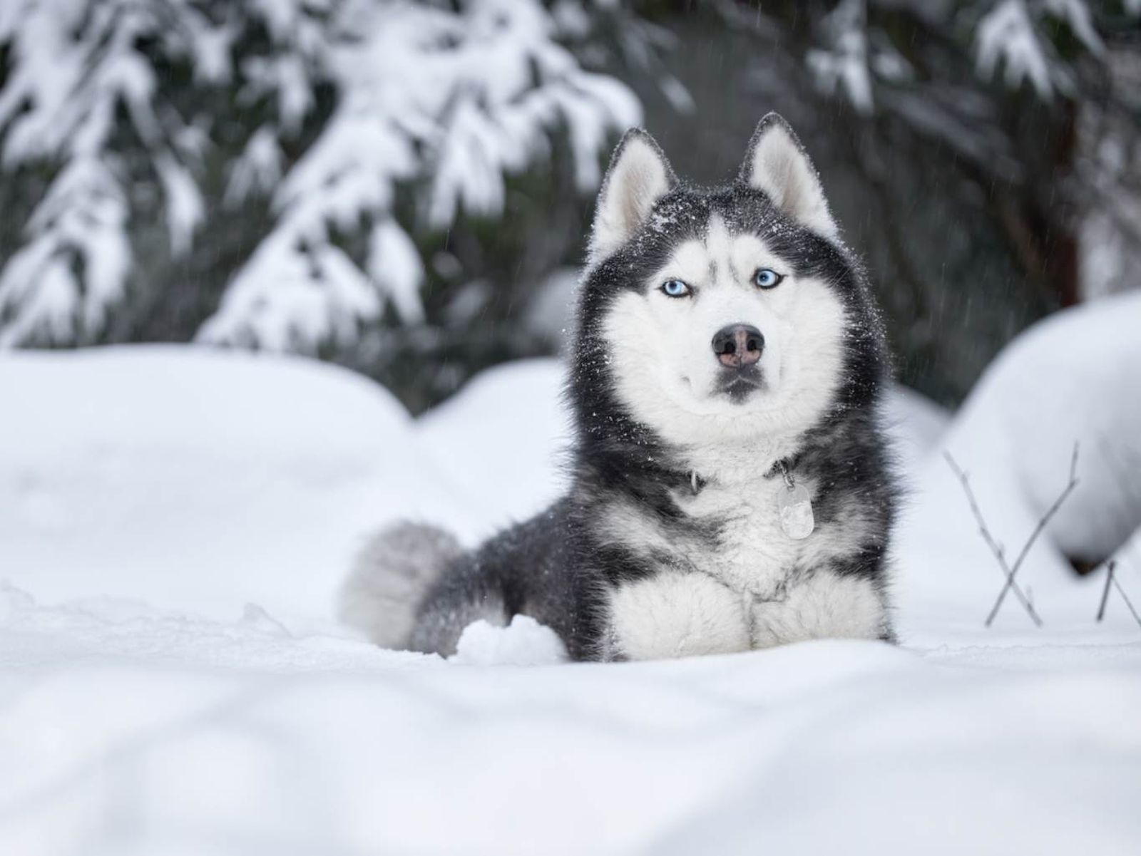 Un husky siberiano en la nieve Un husky siberiano en la nieve