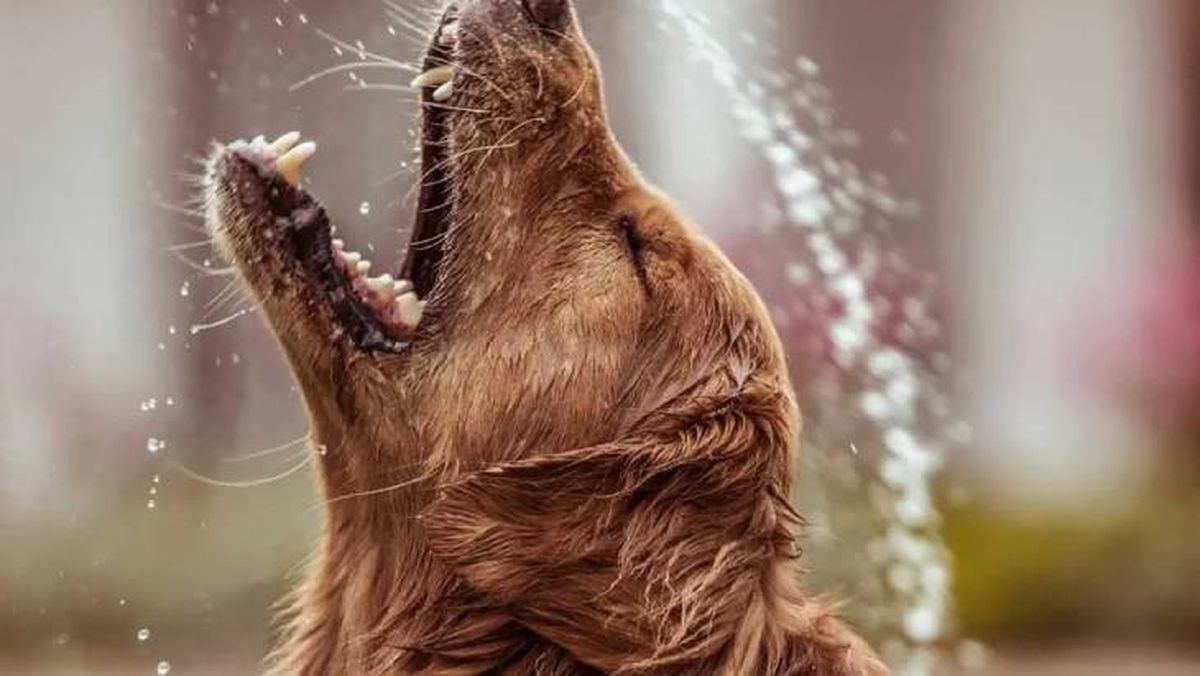 por que los perros huelen mal cuando se mojan 6 (2)