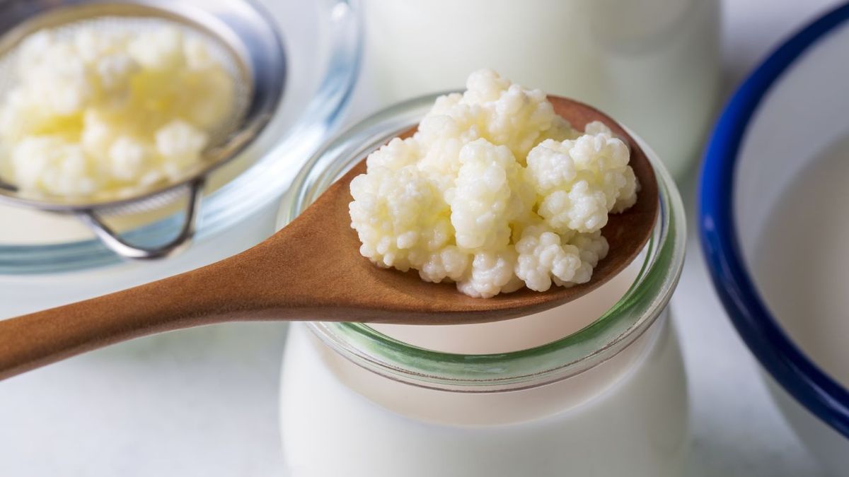 Cultivos de kéfir de leche