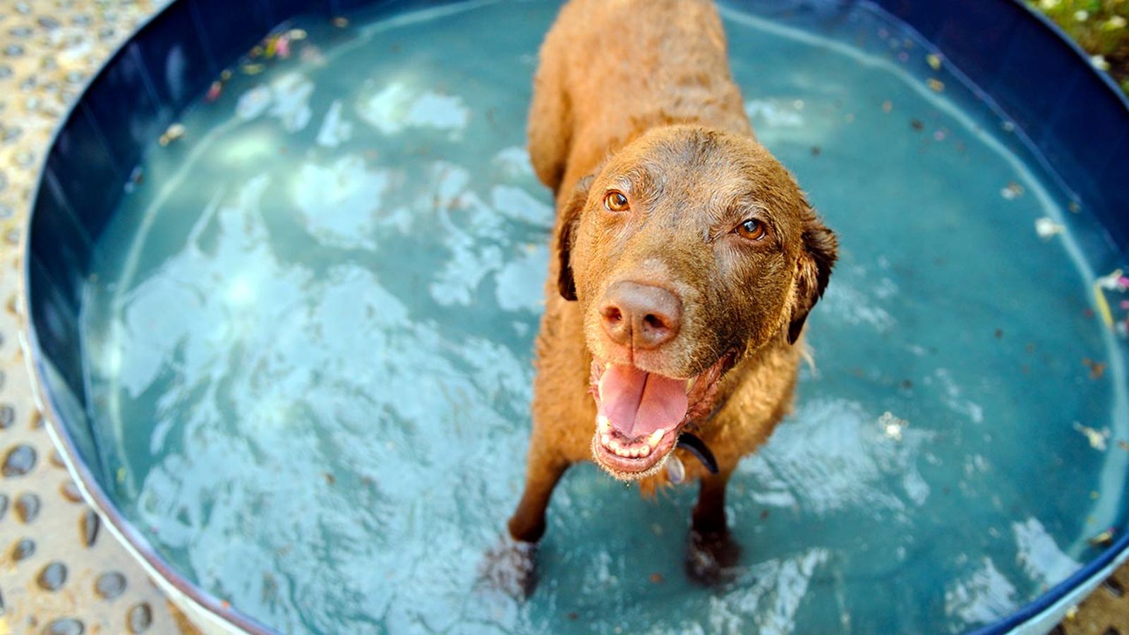 proteger mascota calor verano portada proteger mascota calor verano portada