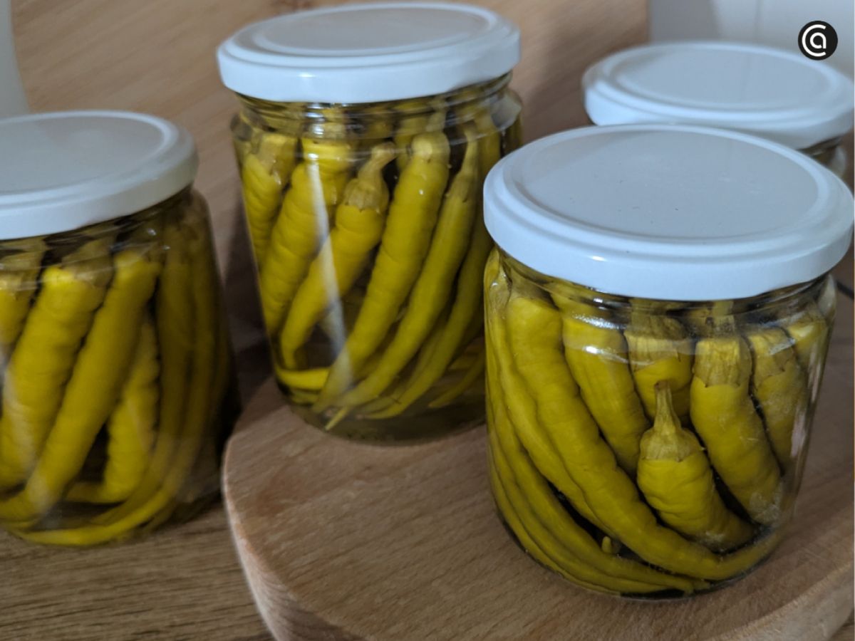 Los tarros de guindillas en vinagre reposan cerrados, listos para consumirse tras unas semanas.