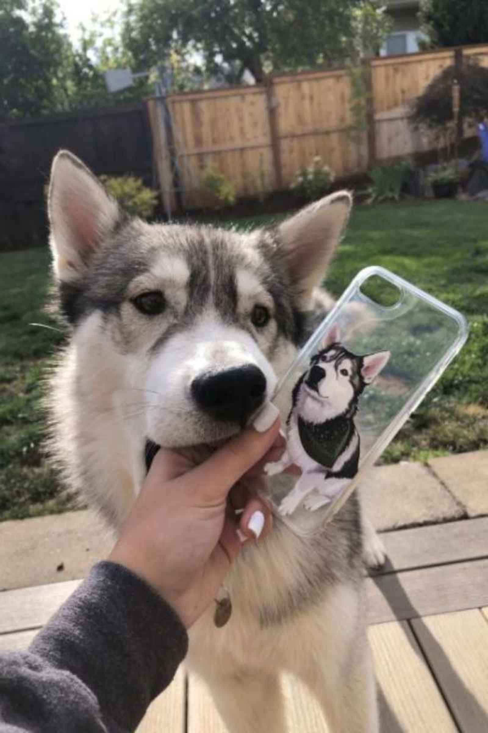 Personalización de objetos con la imagen de tu mascota Personalización de objetos con la imagen de tu mascota