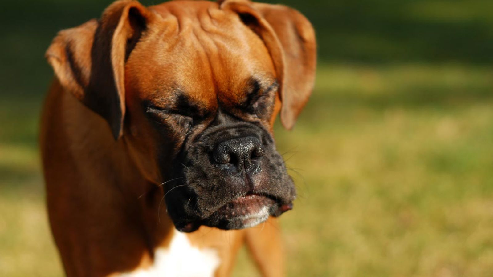 boxer estornuda