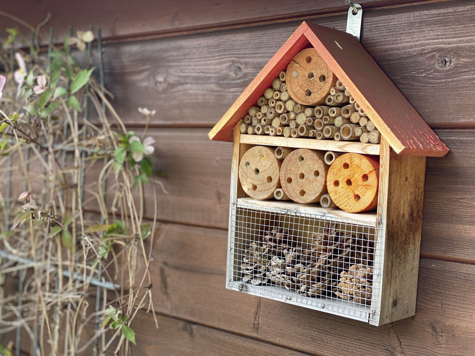 Algunos insectos encuentran problemas para sobrevivir al frío del invierno