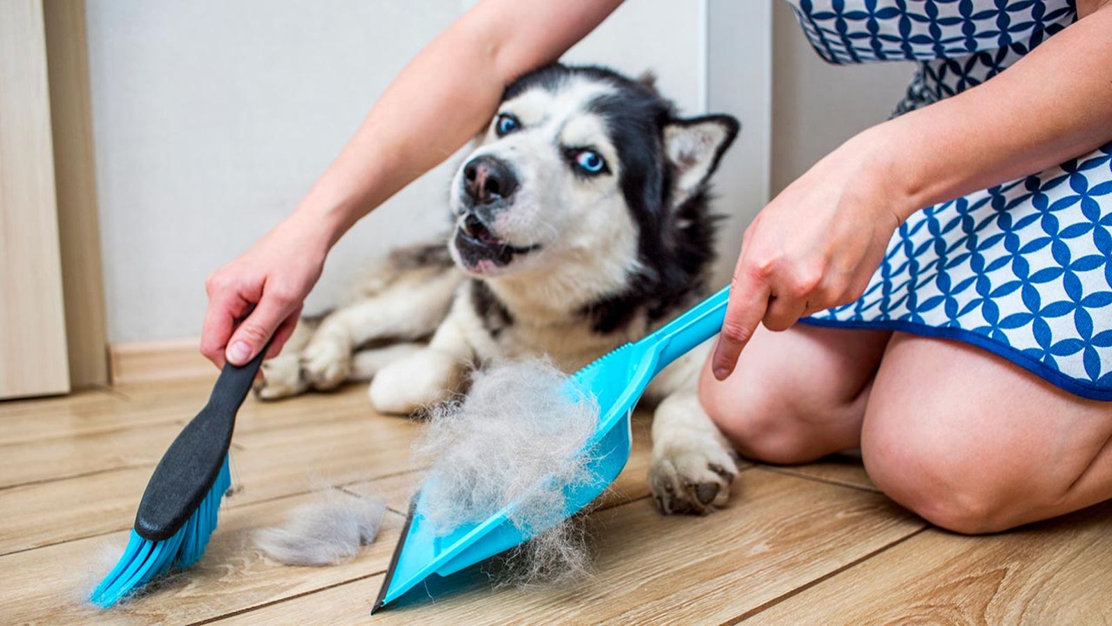 consejos muda pelo mascotas portada2