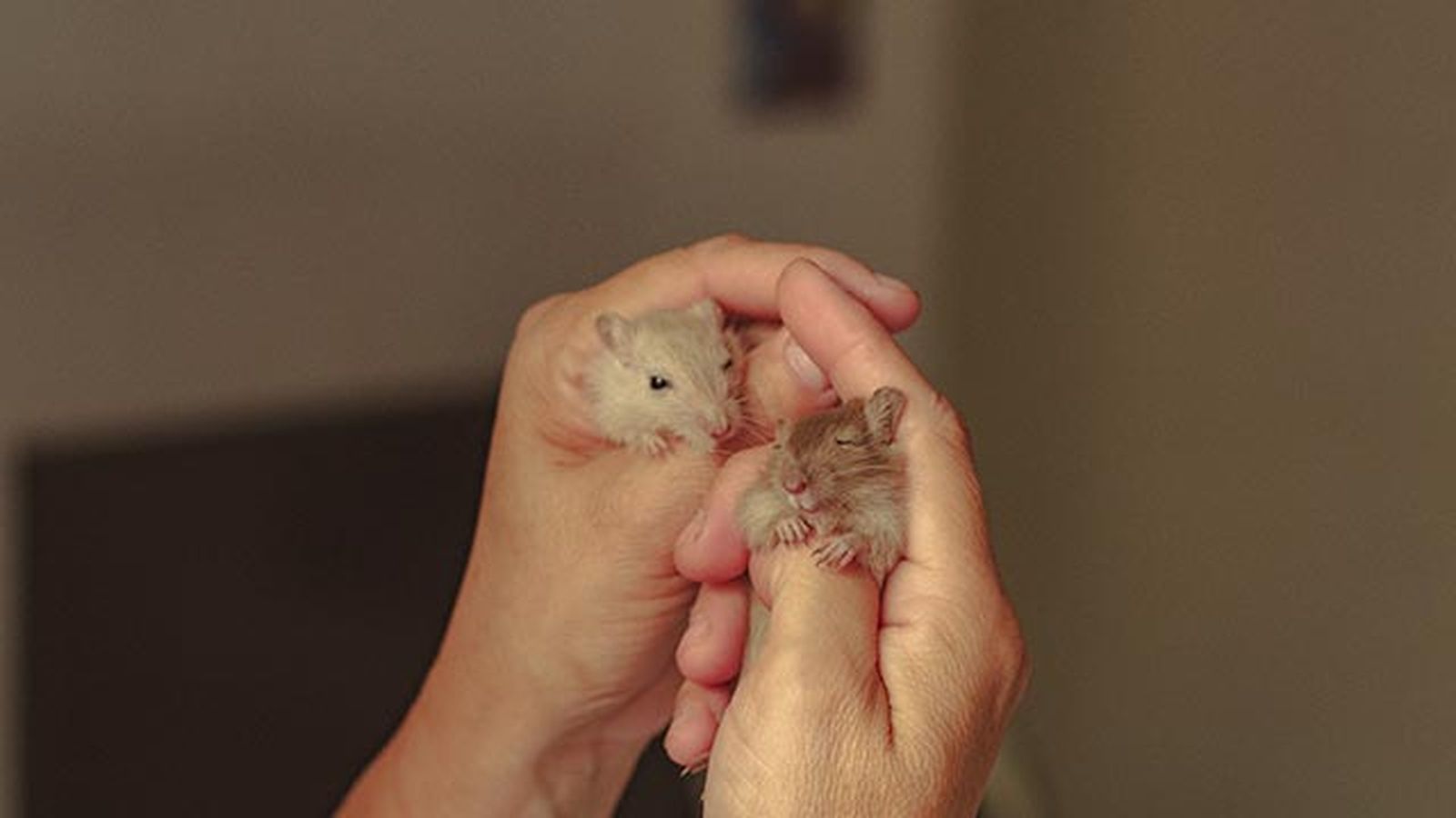 hamsters hamsters