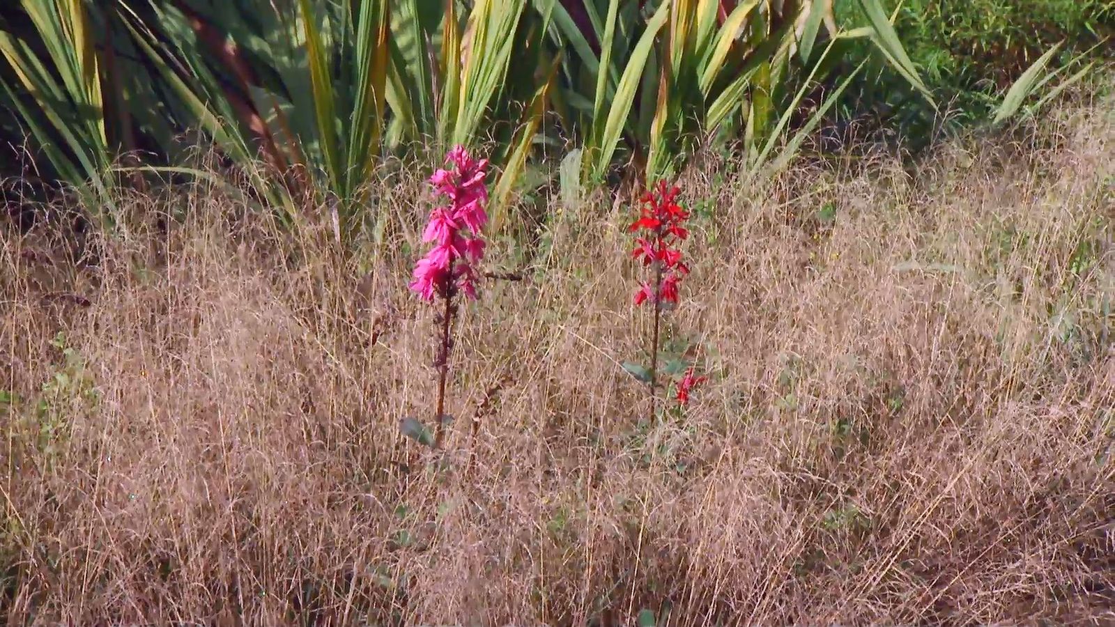 deco667 jardineria lobelia cardinalis composicion graminea deco667 jardineria lobelia cardinalis composicion graminea