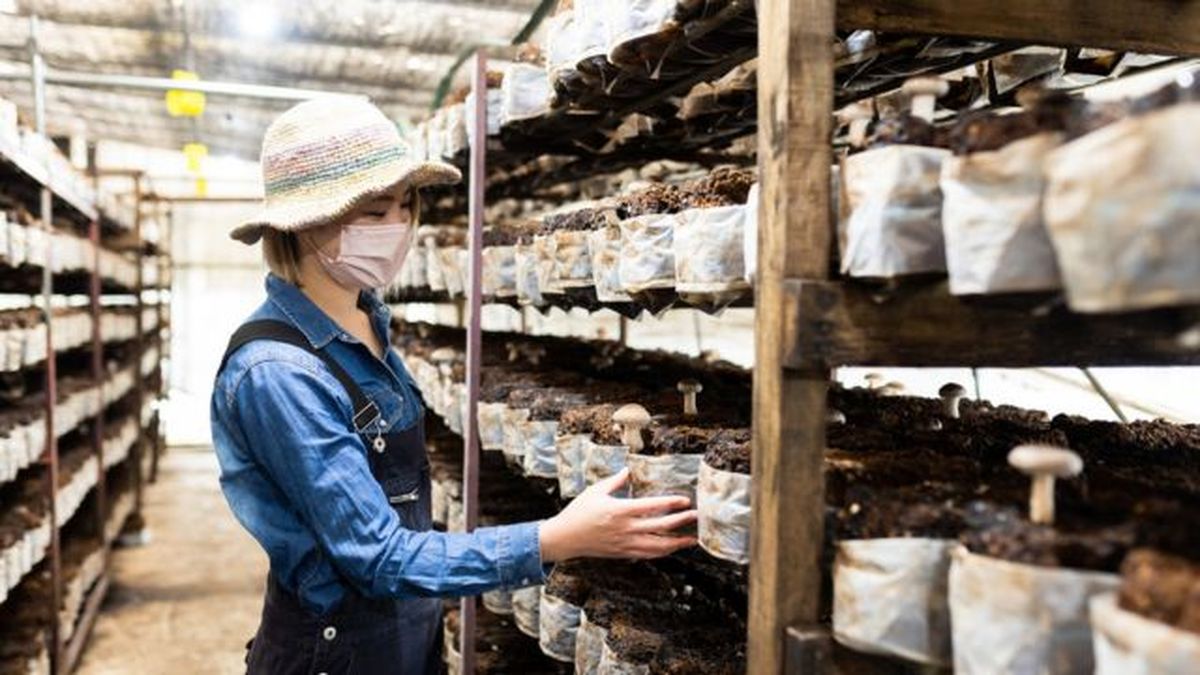 mujer agricultora de hongos shiitake trabajando