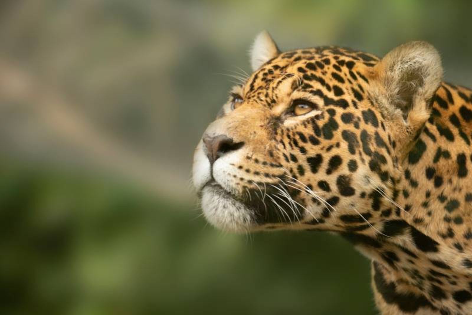 El jaguar no posee una temporada de reproducción fija. El jaguar no posee una temporada de reproducción fija.