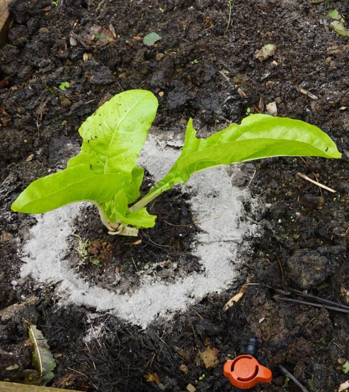 como esparcir cenizas en plantas