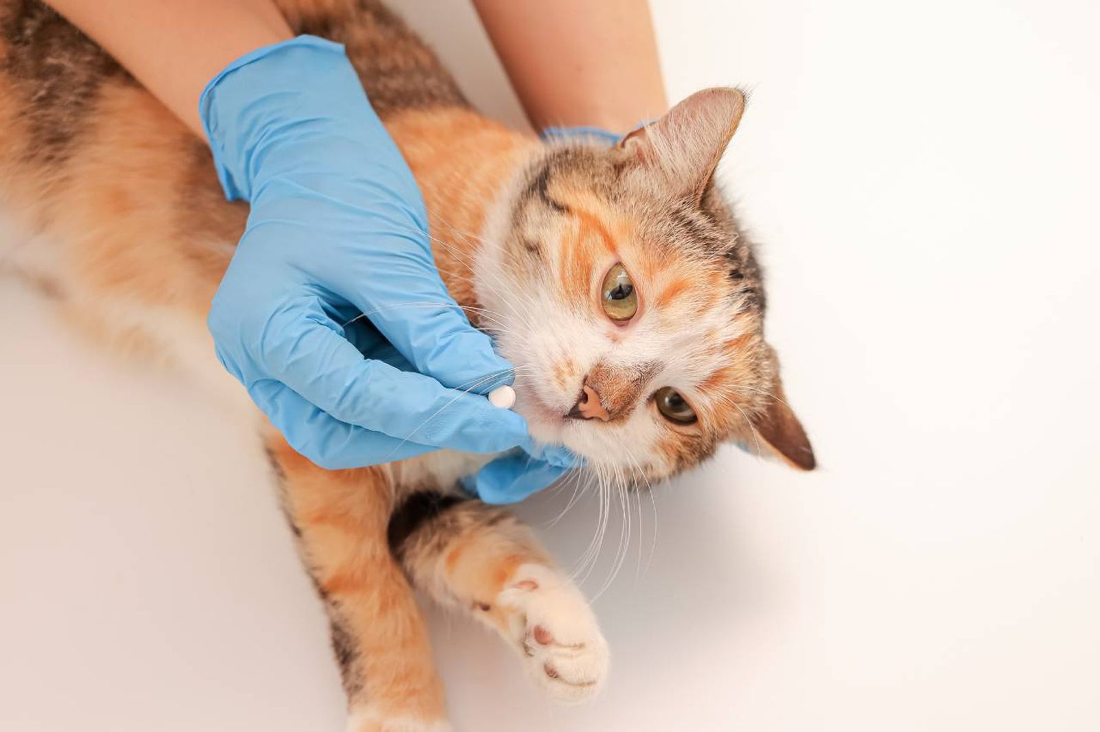 Antes de desparasitar a un gatito, es preferible comprobar primero su está infestado por parásitos.