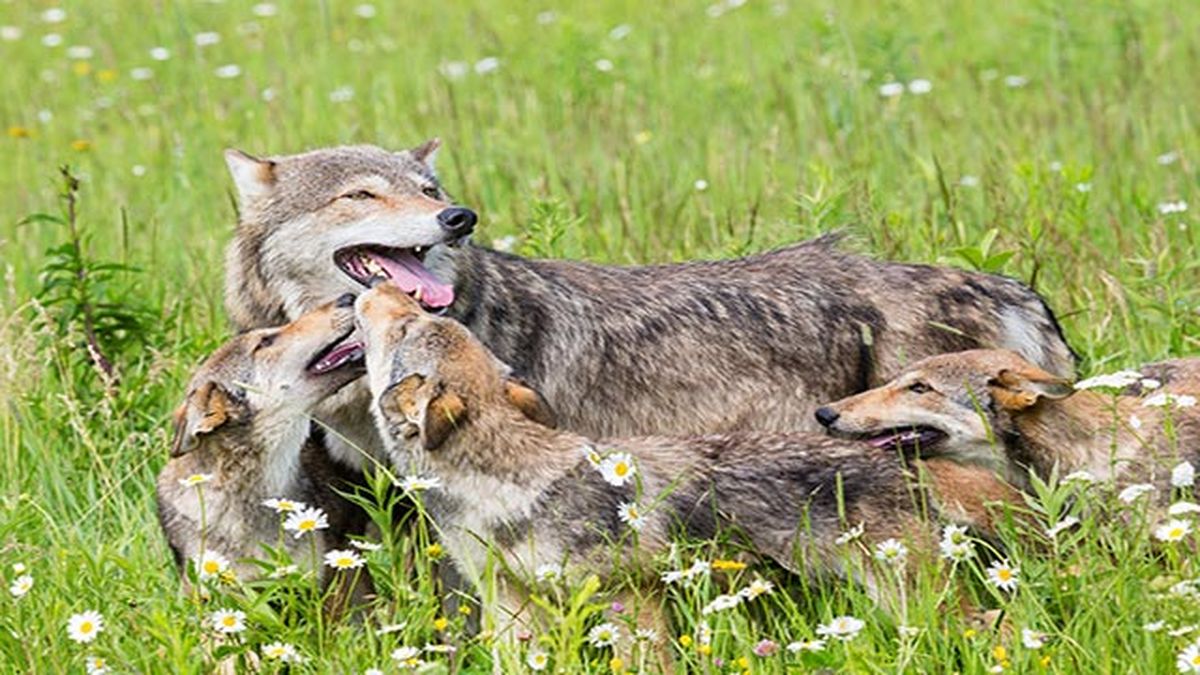 lobo con sus crias